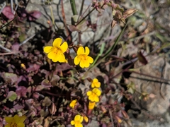 Erythranthe serpentinicola