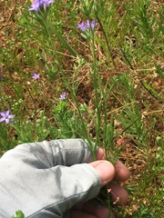Gilia nevinii