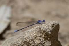 Argia munda