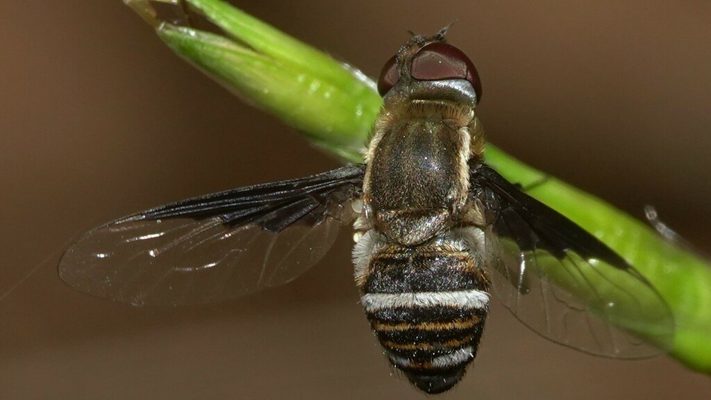 Exhyalanthrax keiseri