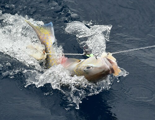 Golden tilefish (Lopholatilus chamaeleonticeps) — Malacanthidae — 4