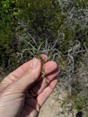 Eriastrum filifolium