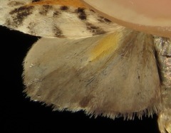 Clemensia leopardina