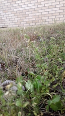 Arenaria serpyllifolia