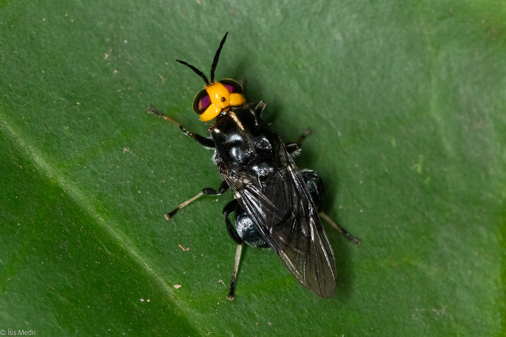 Cyphomyia geniculata