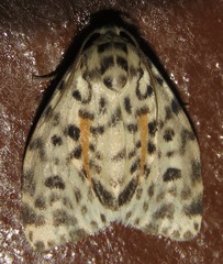 Clemensia leopardina image