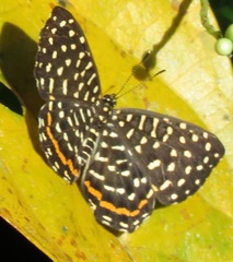 Image of Napaea eucharila