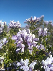 Dermatophyllum arizonicum