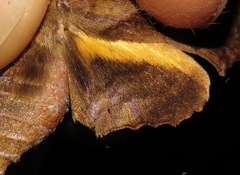 Nyceryx tacita