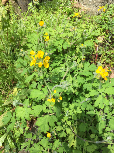 Asian celandine