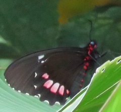 Parides iphidamas