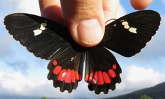 Parides iphidamas