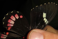 Parides iphidamas