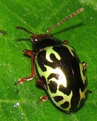 Zygogramma violaceomaculata