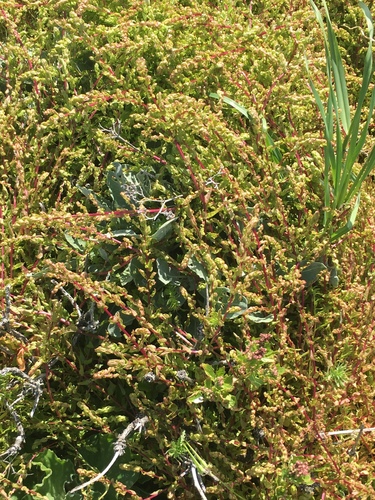 San Diego coastalcreeper (Aphanisma blitoides)