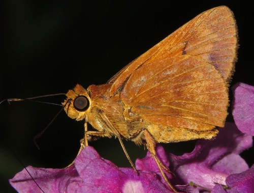 Racta apella
