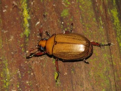 Pelidnota frommeri