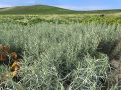 Artemisia nesiotica