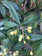Rhaphiolepis indica image