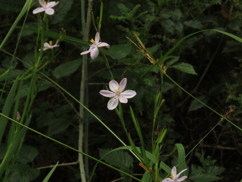 Aristea ensifolia, photograph 2