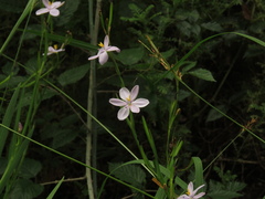 Aristea ensifolia, photograph Christiaan Viljoen, CC BY, iNaturalist via GBIF