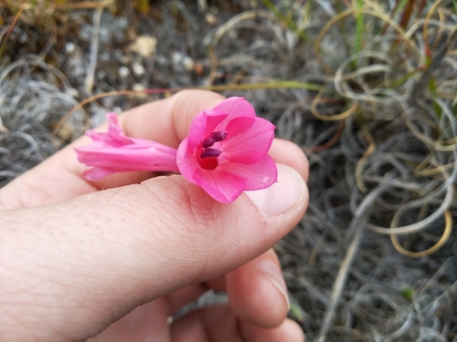Image of Watsonia coccinea by (c) De Waal Hugo, some rights reserved (CC BY)