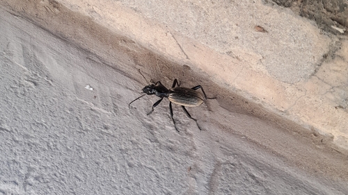 Anthia andersoni