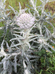 Cirsium occidentale occidentale