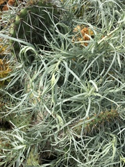 Artemisia nesiotica