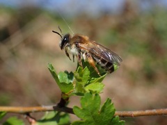 Andrena tibialis