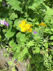 Chelidonium asiaticum