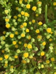 Amblyopappus pusillus