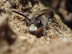 Andrena ventralis