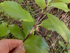 Ascarina lucida lucida