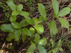 Ascarina lucida lucida