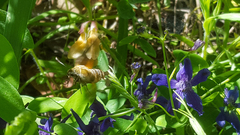 Proserpinus clarkiae