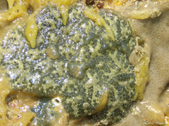 Ascidian photo 5