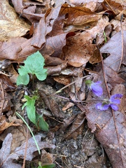 Viola palmata