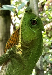 Lyriocephalus scutatus