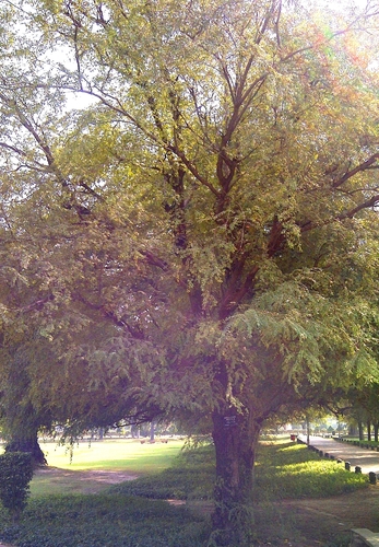 Anogeissus pendula