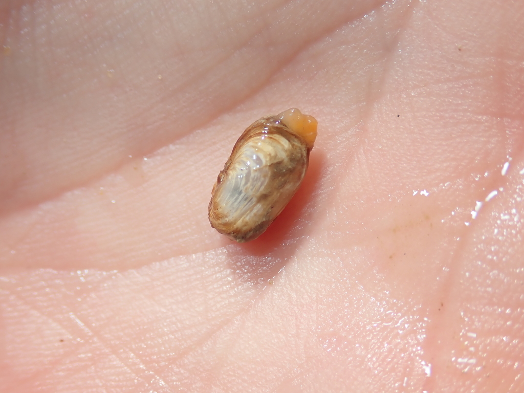 common rock borer