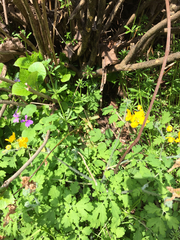 Chelidonium asiaticum