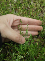 Poa annua