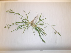 Poa annua