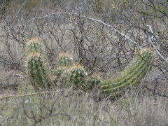 Trichocereus candicans