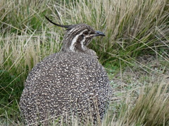 Eudromia elegans