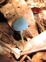 Entoloma virescens