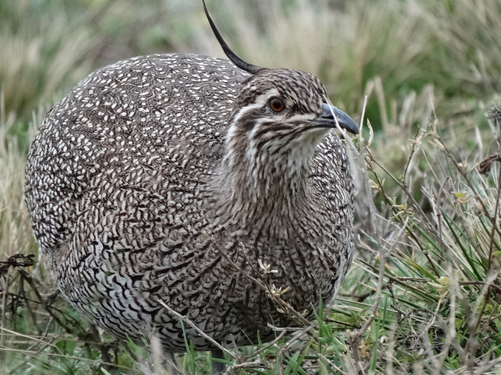 Elegant Crested Tinamou