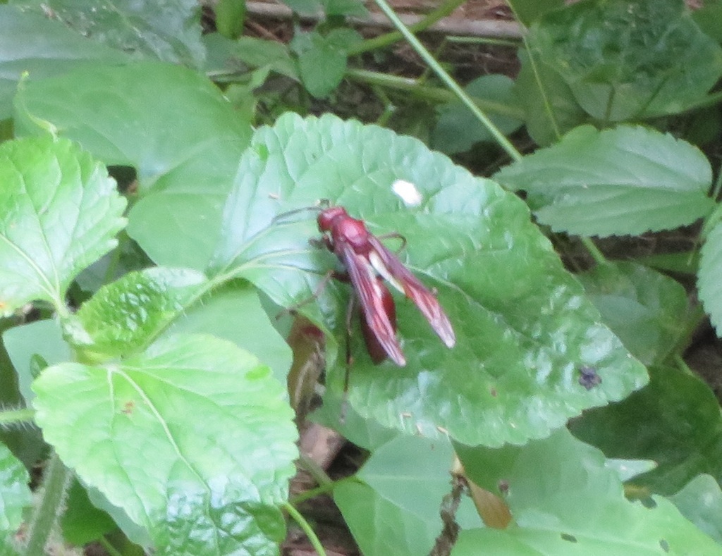 Giant Brown Paper Wasp From 520台灣彰化縣田中鎮 On November 12 2023 At 1042 Am By R88621108 · Inaturalist 0420