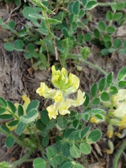 Astragalus villosus